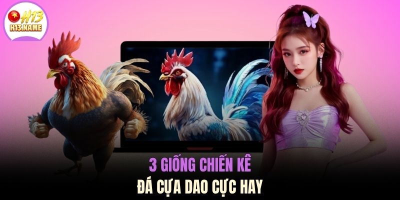 3 giống chiến kê đá cựa dao cực hay